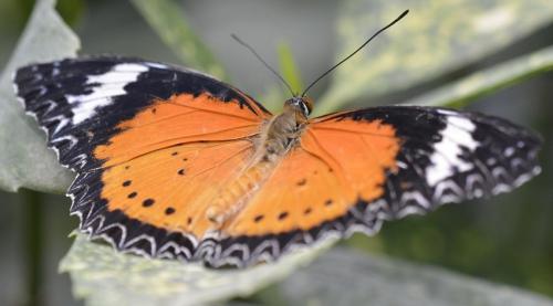 Cethosia cyane